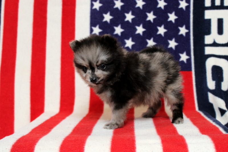 puppy, for, sale, Dorthea, Matthew B. Stoltzfus, dog, breeder, Gap, PA, dog-breeder, puppy-for-sale, forsale, nearby, find, puppyfind, locator, puppylocator, aca